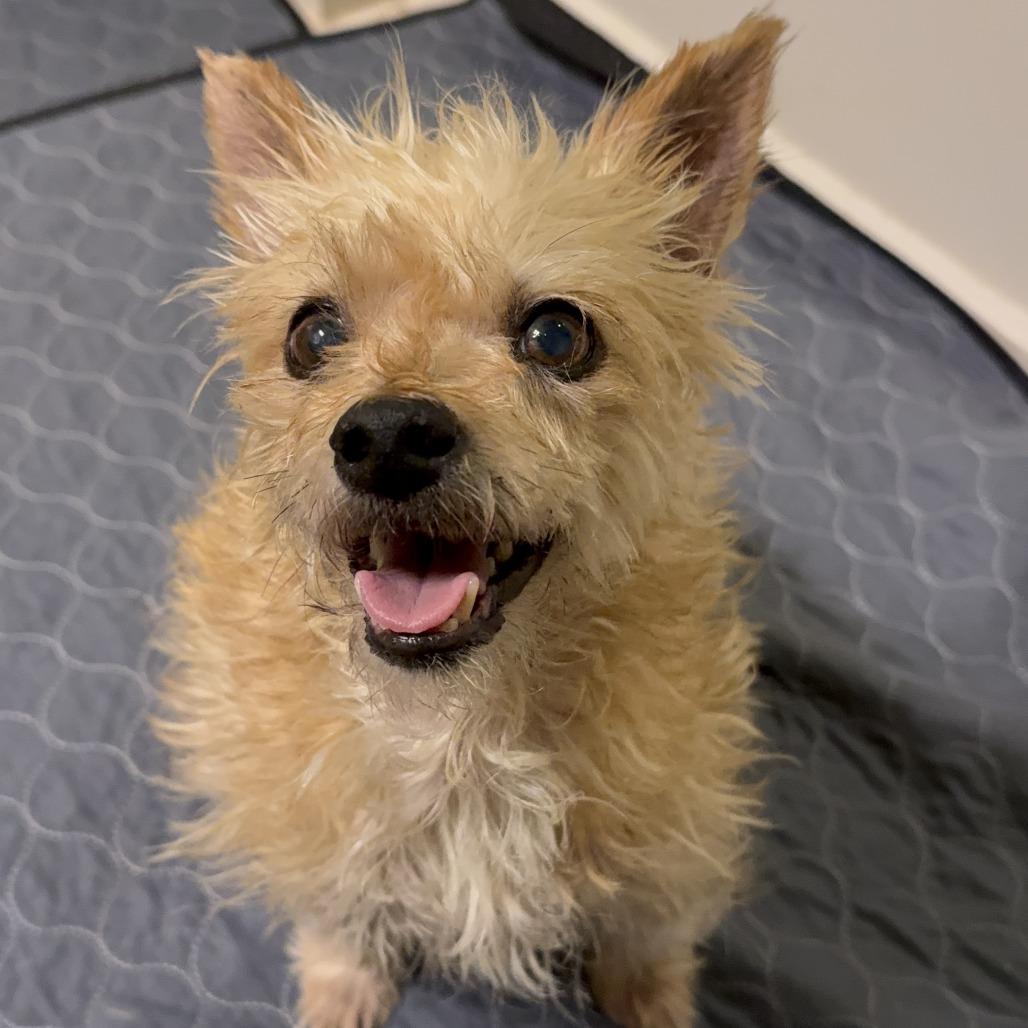 Enlarge Oscar "The Grouch", a Adoptable mixed breed in Pearsall, TX image 1/1