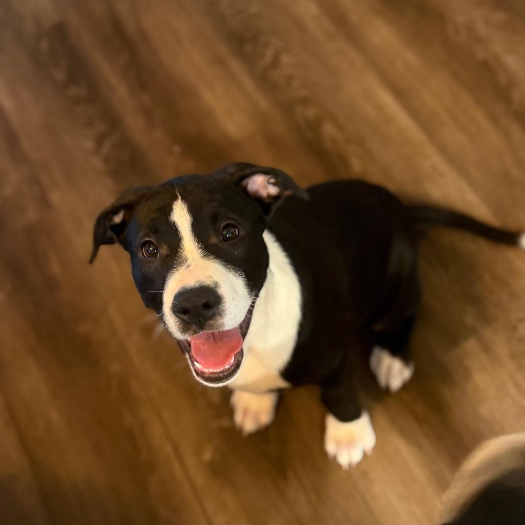 Finn, Adoptable, Puppy Female Mixed Breed.