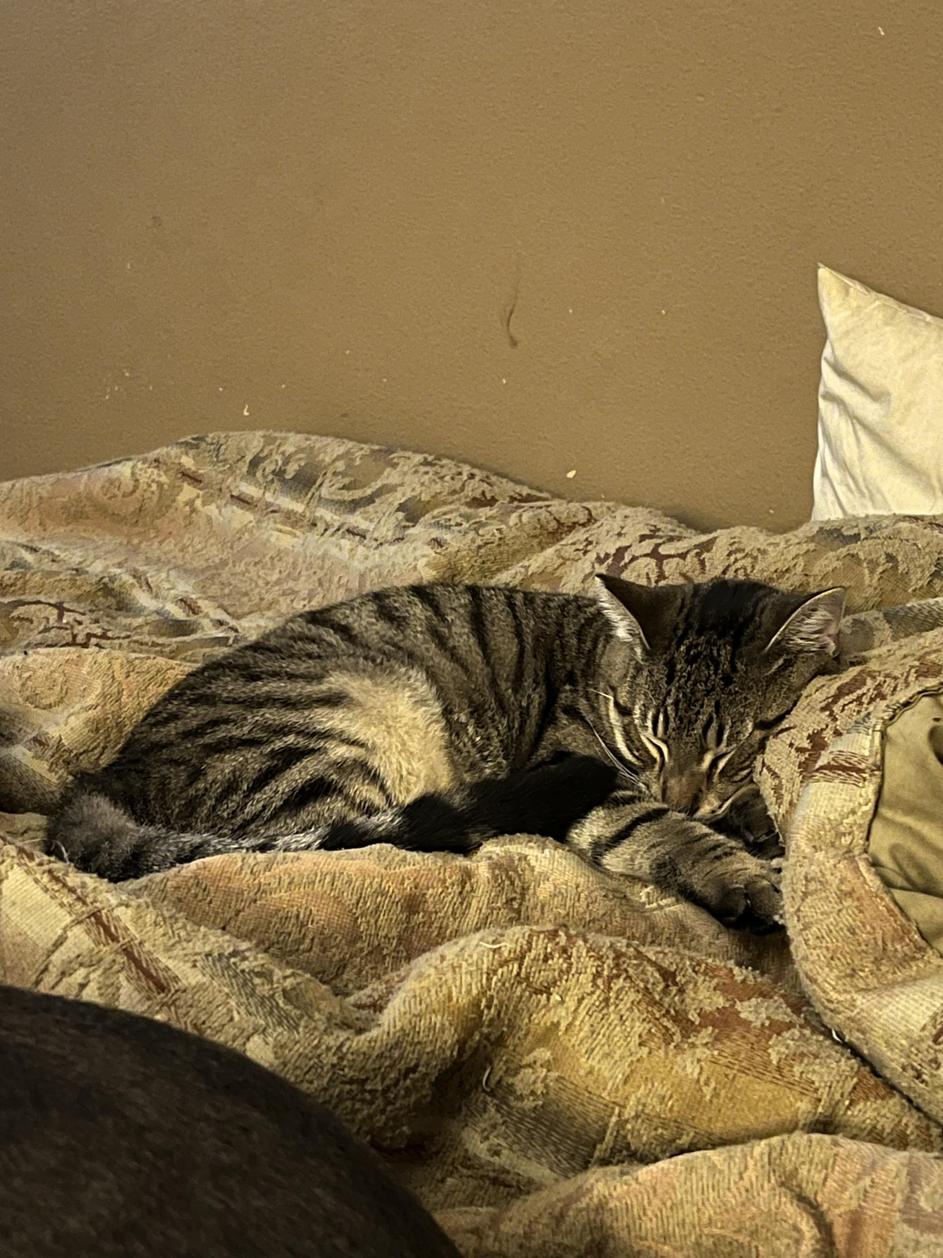 Enlarge Bandit, a Adoptable mixed breed in New Orleans, LA image 5/6