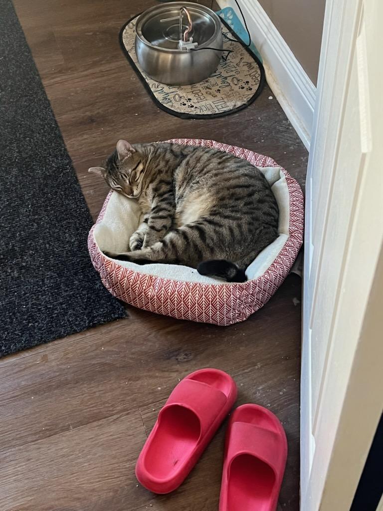 Bandit, Adoptable, Young Male Domestic Short Hair.