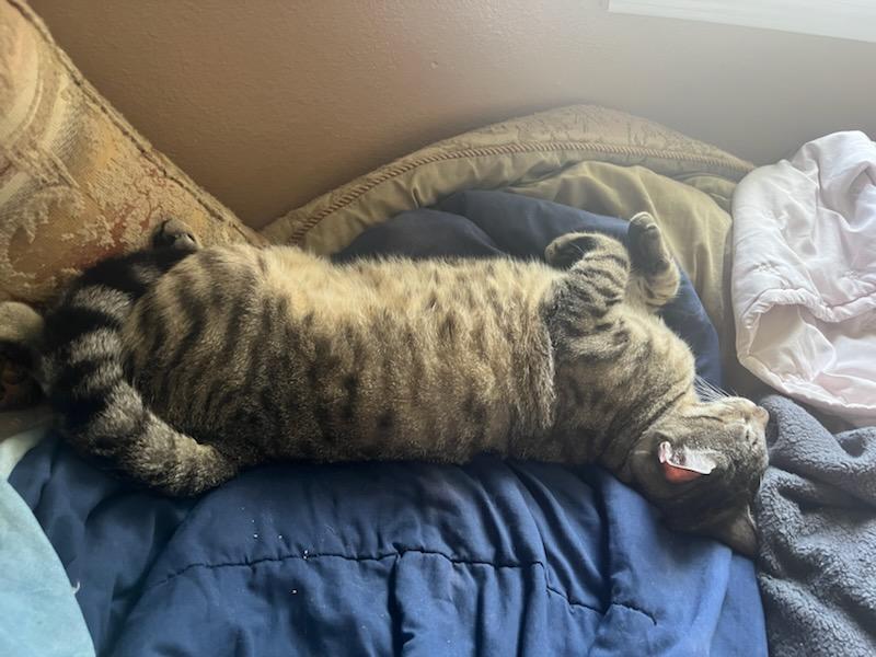 Enlarge Bandit, a Adoptable mixed breed in New Orleans, LA image 2/6