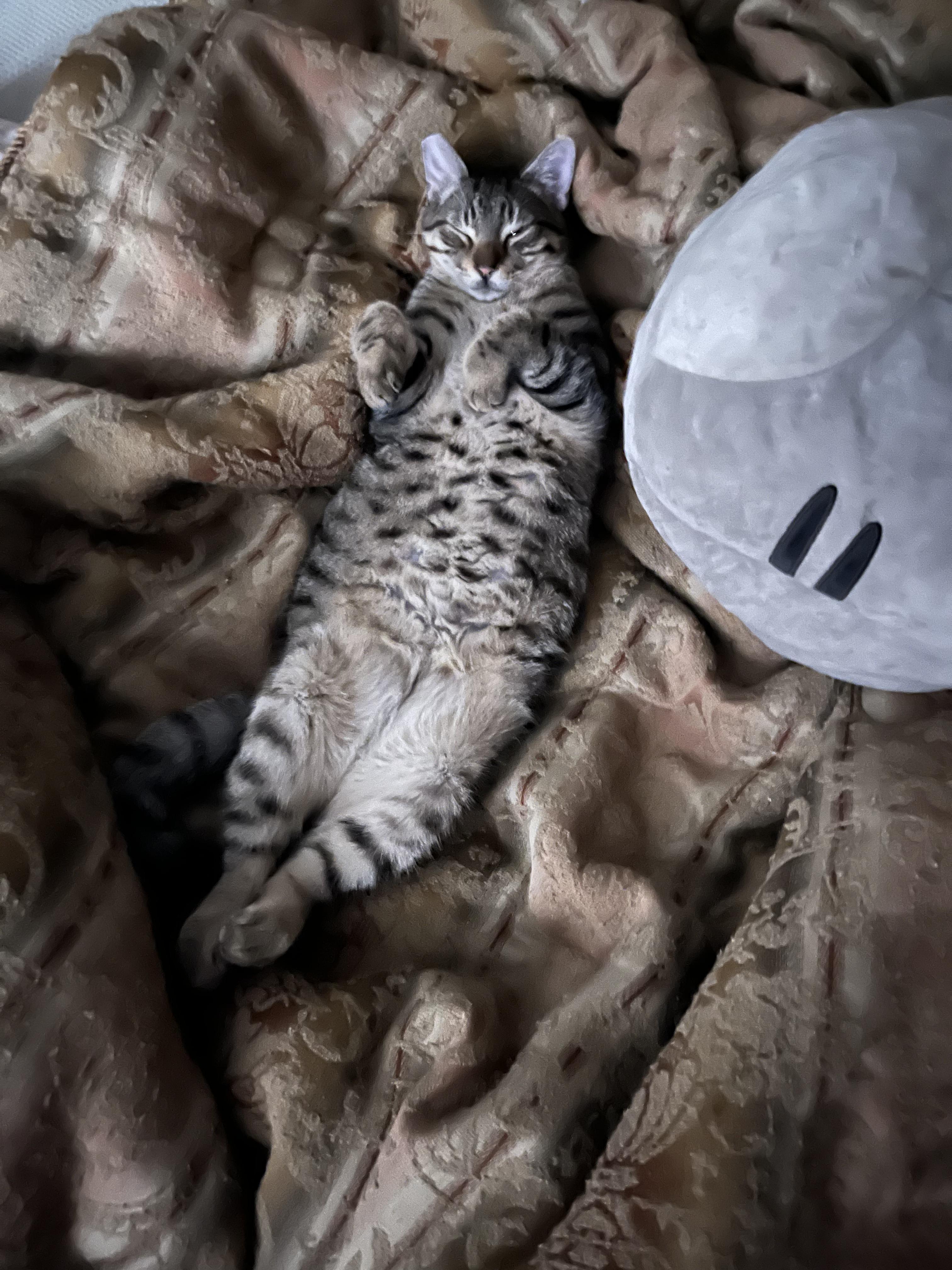 Enlarge Bandit, a Adoptable mixed breed in New Orleans, LA image 4/6