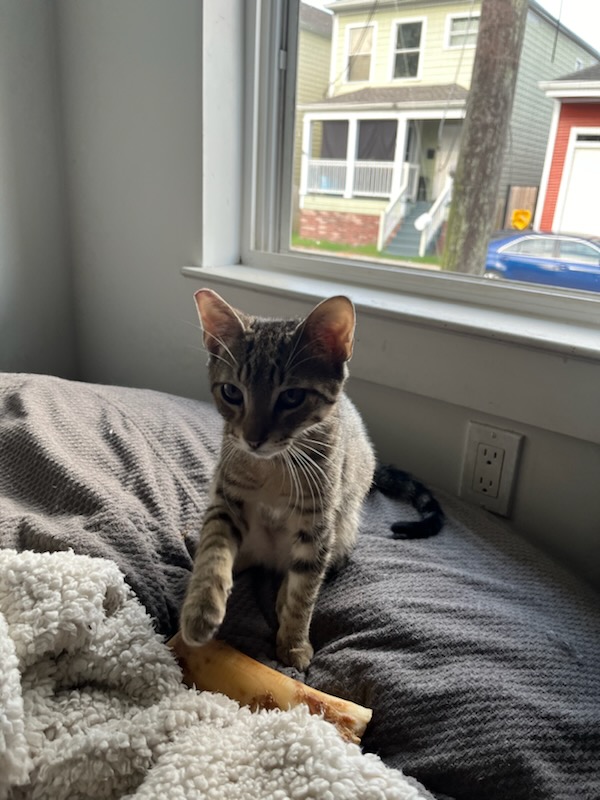 Enlarge Bandit, a Adoptable mixed breed in New Orleans, LA image 3/6