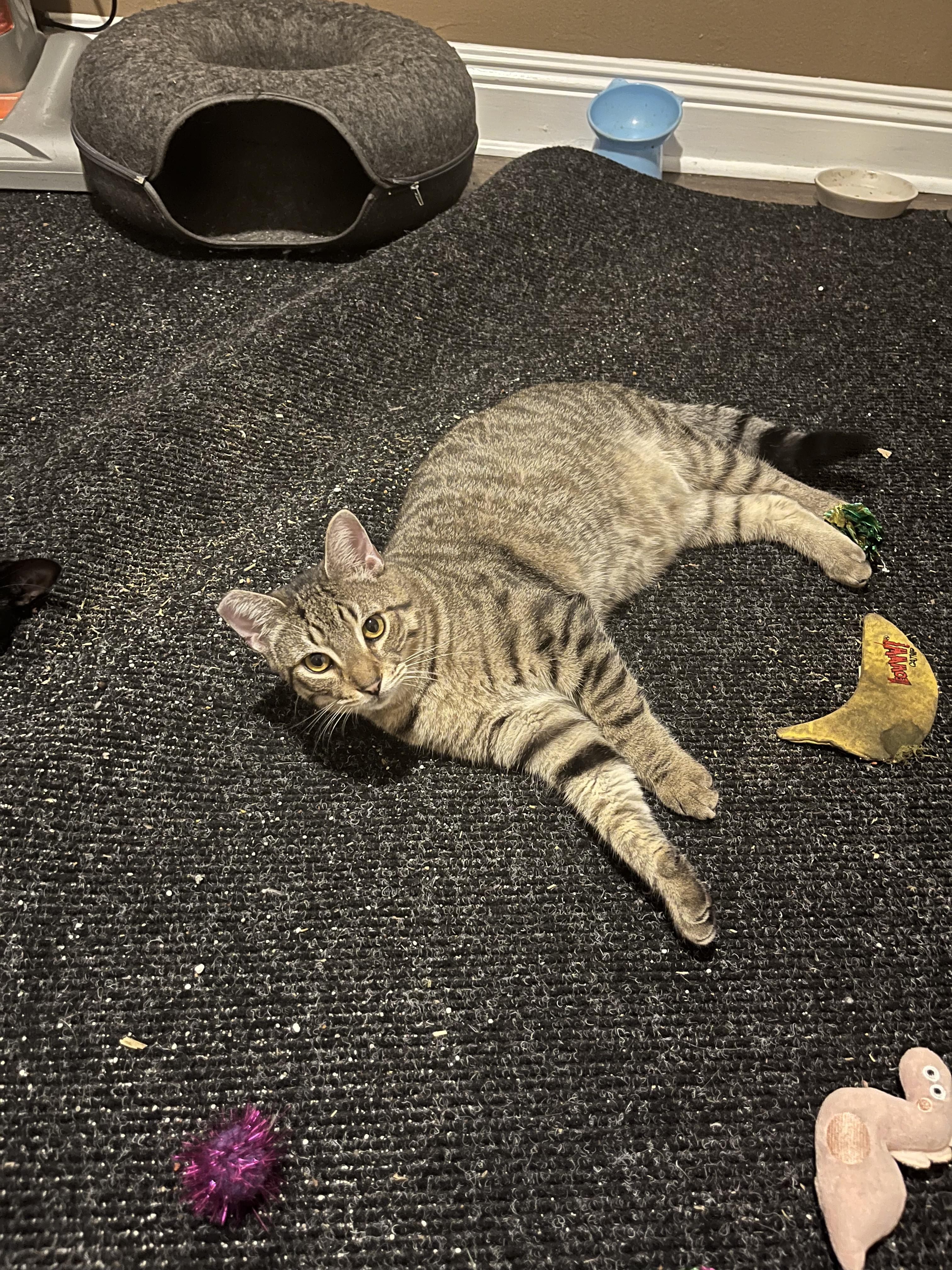 Enlarge Bandit, a Adoptable mixed breed in New Orleans, LA image 6/6