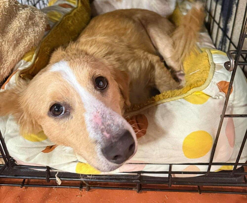 Enlarge Timber (AL), a Adoptable Mixed Breed in New York, NY image 1/3