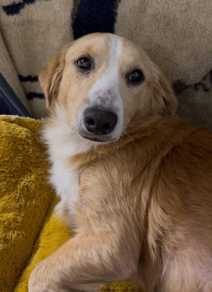 Enlarge Timber (AL), a Adoptable Mixed Breed in New York, NY image 2/3