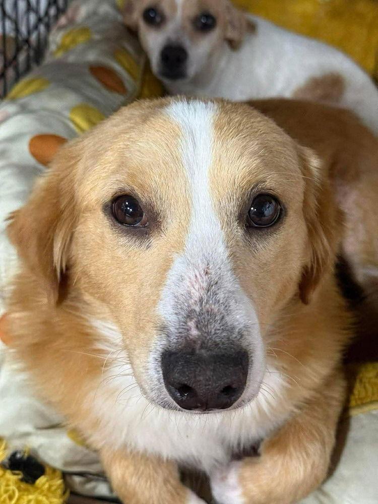 Enlarge Timber (AL), a Adoptable Mixed Breed in New York, NY image 3/3