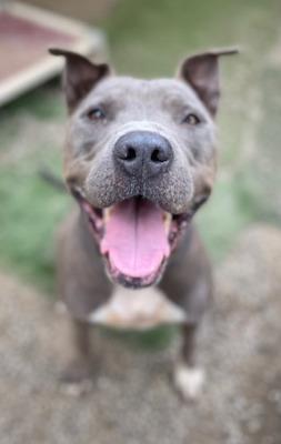 Enlarge Shef, a Adoptable mixed breed in Santa Paula, CA image 2/4