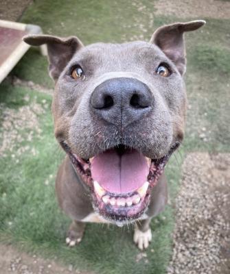 Enlarge Shef, a Adoptable mixed breed in Santa Paula, CA image 3/4