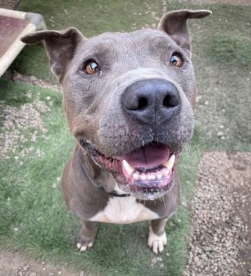 Enlarge Shef, a Adoptable mixed breed in Santa Paula, CA image 4/4