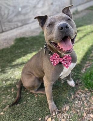 Enlarge Shef, a Adoptable mixed breed in Santa Paula, CA image 1/4