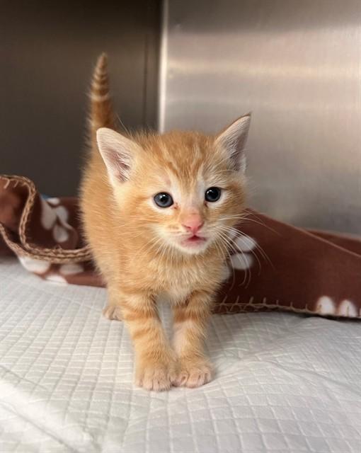 A1918413, Adoptable, Kitten Male Domestic Long Hair.