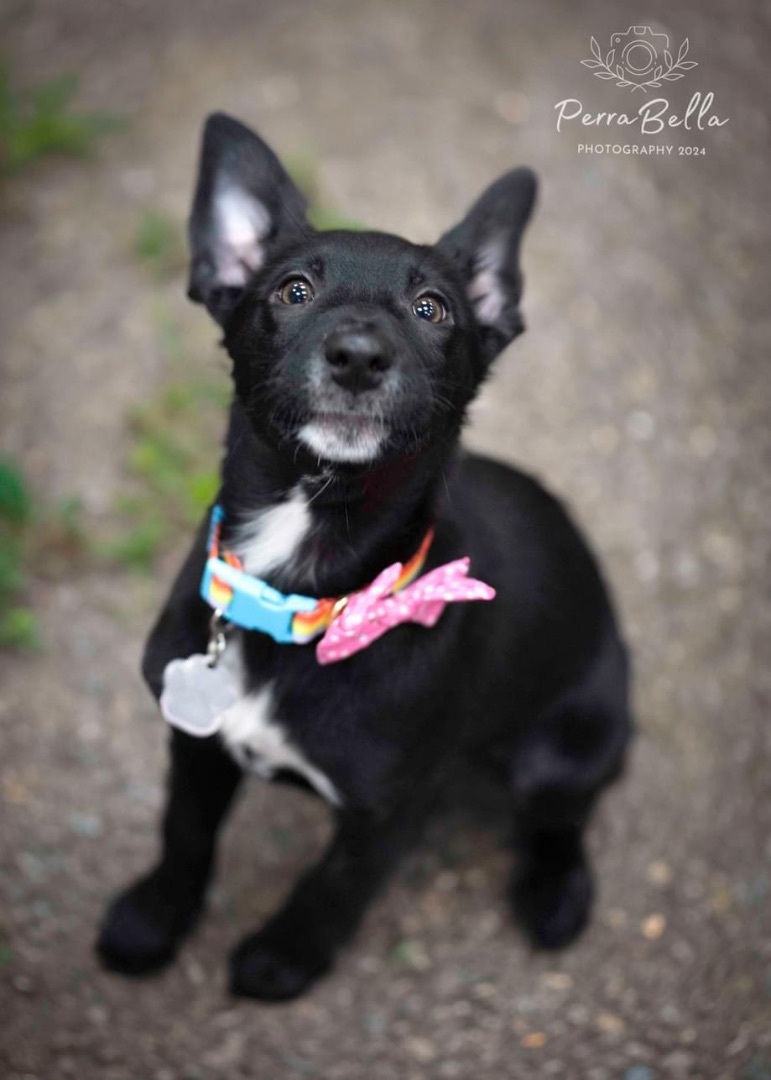 Sakari, Adult Female Australian Shepherd