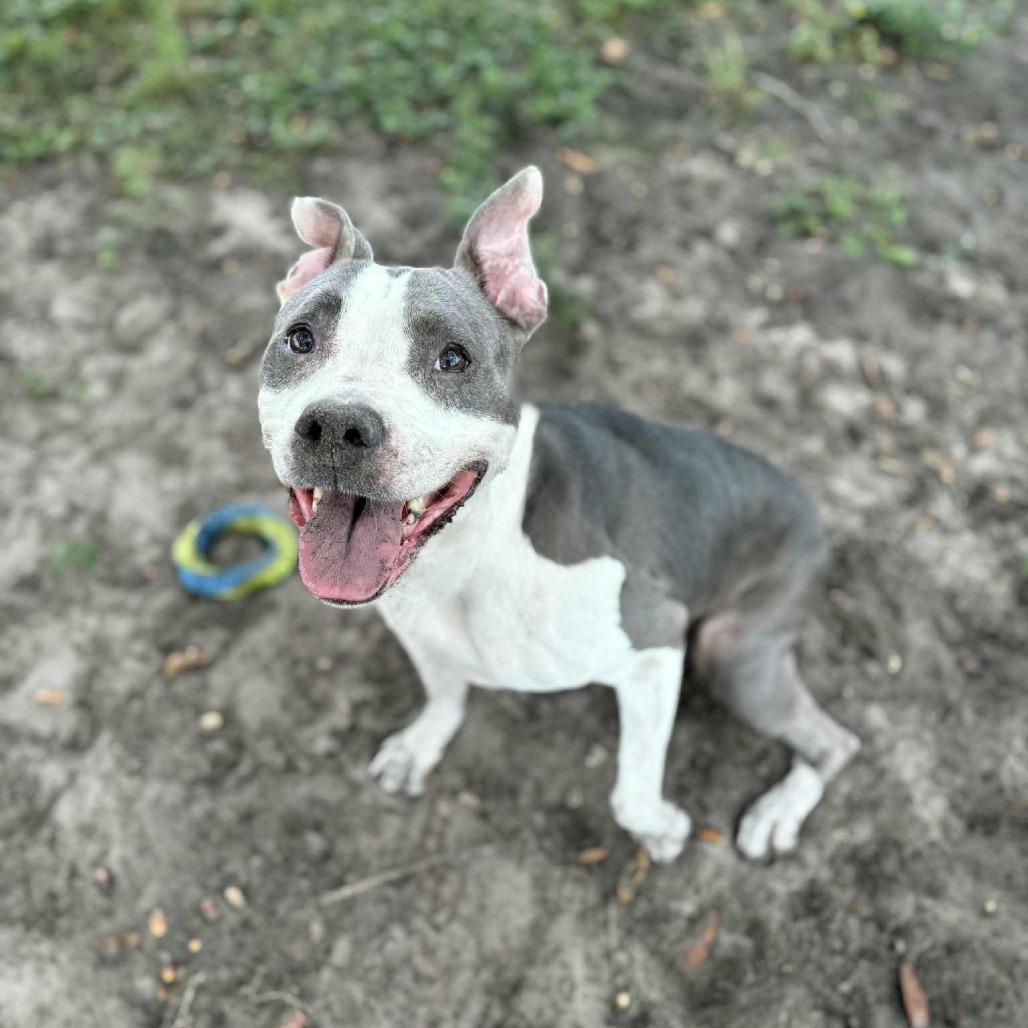 River, Adoptable, Senior Female Pit Bull Terrier.