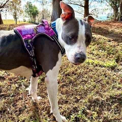 Enlarge River, a Adoptable mixed breed in Lake Panasoffkee, FL image 2/6