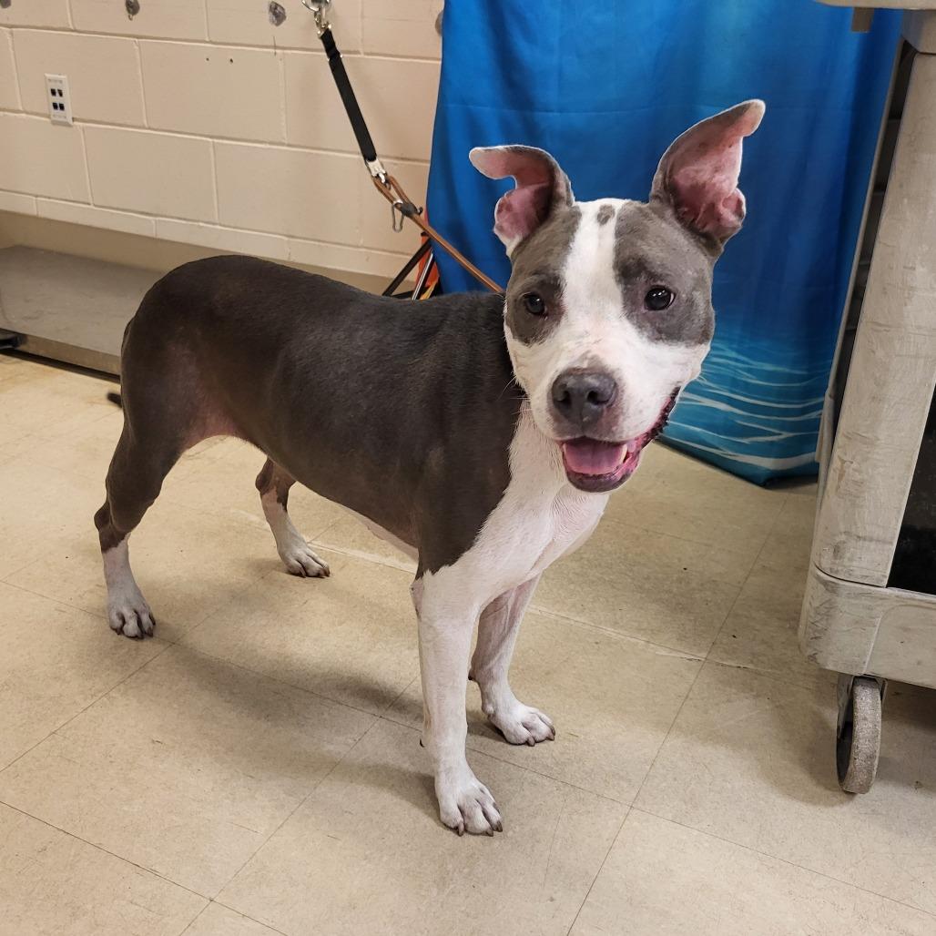 Enlarge River, a Adoptable Pit Bull Terrier in Lake Panasoffkee, FL image 3/6