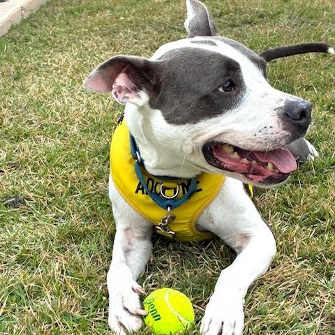 Enlarge River, a Adoptable mixed breed in Lake Panasoffkee, FL image 3/6
