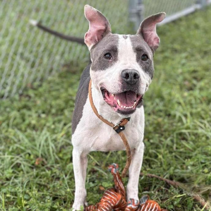 River, a Adoptable mixed breed in Lake Panasoffkee, FL image 3/6