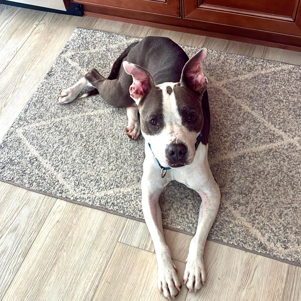 River, a Adoptable mixed breed in Lake Panasoffkee, FL image 4/6
