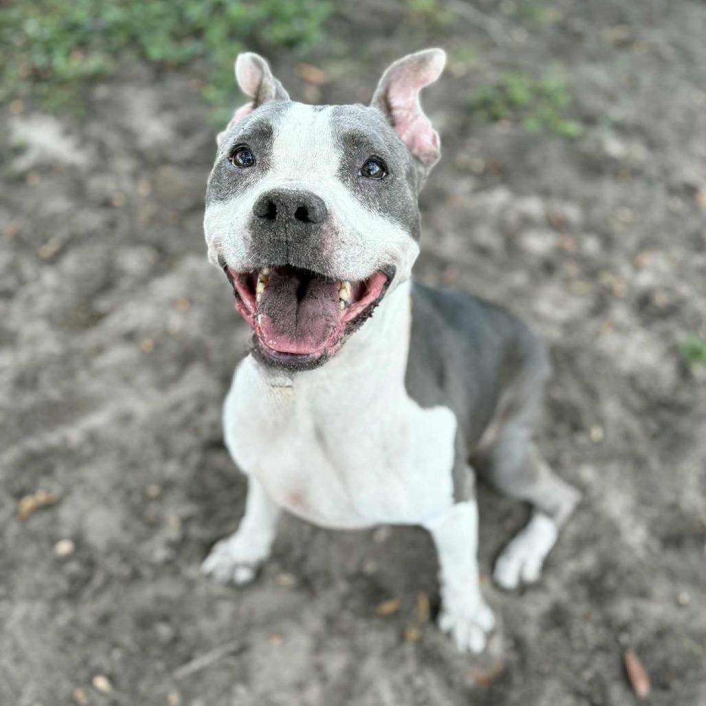 Enlarge River, a Adoptable Pit Bull Terrier in Lake Panasoffkee, FL image 4/6