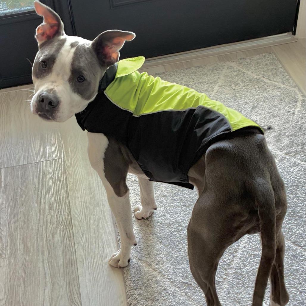 Enlarge River, a Adoptable Pit Bull Terrier in Lake Panasoffkee, FL image 5/6