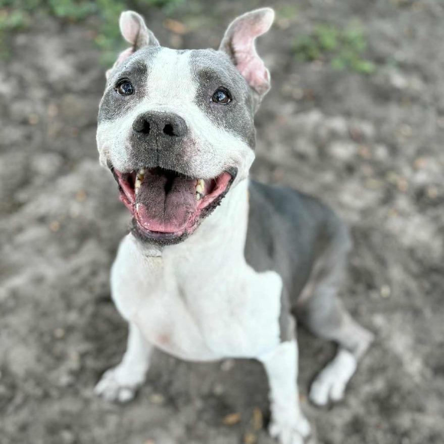 River, a Adoptable mixed breed in Lake Panasoffkee, FL image 4/6