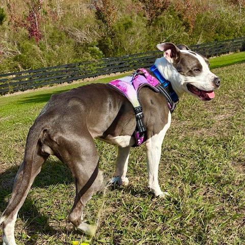 Enlarge River, a Adoptable mixed breed in Lake Panasoffkee, FL image 5/6