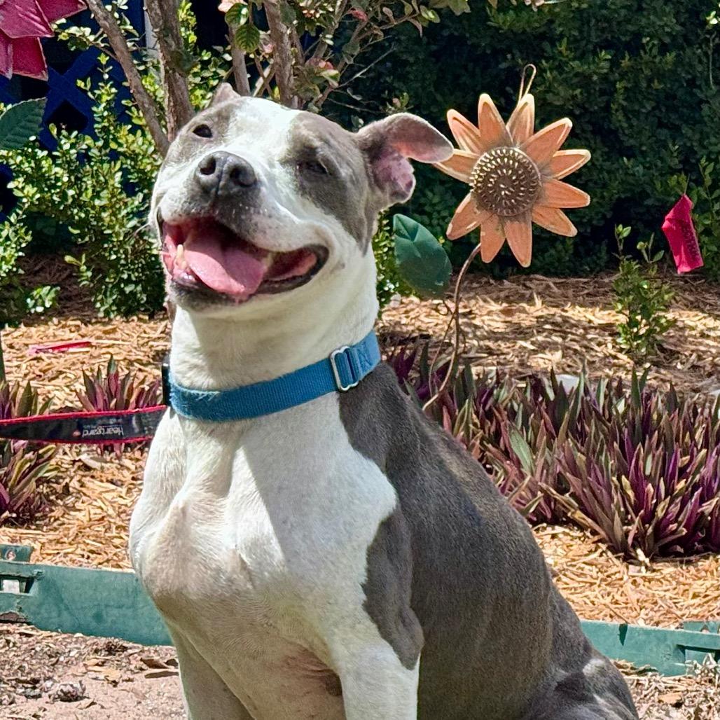 Enlarge River, a Adoptable mixed breed in Lake Panasoffkee, FL image 6/6