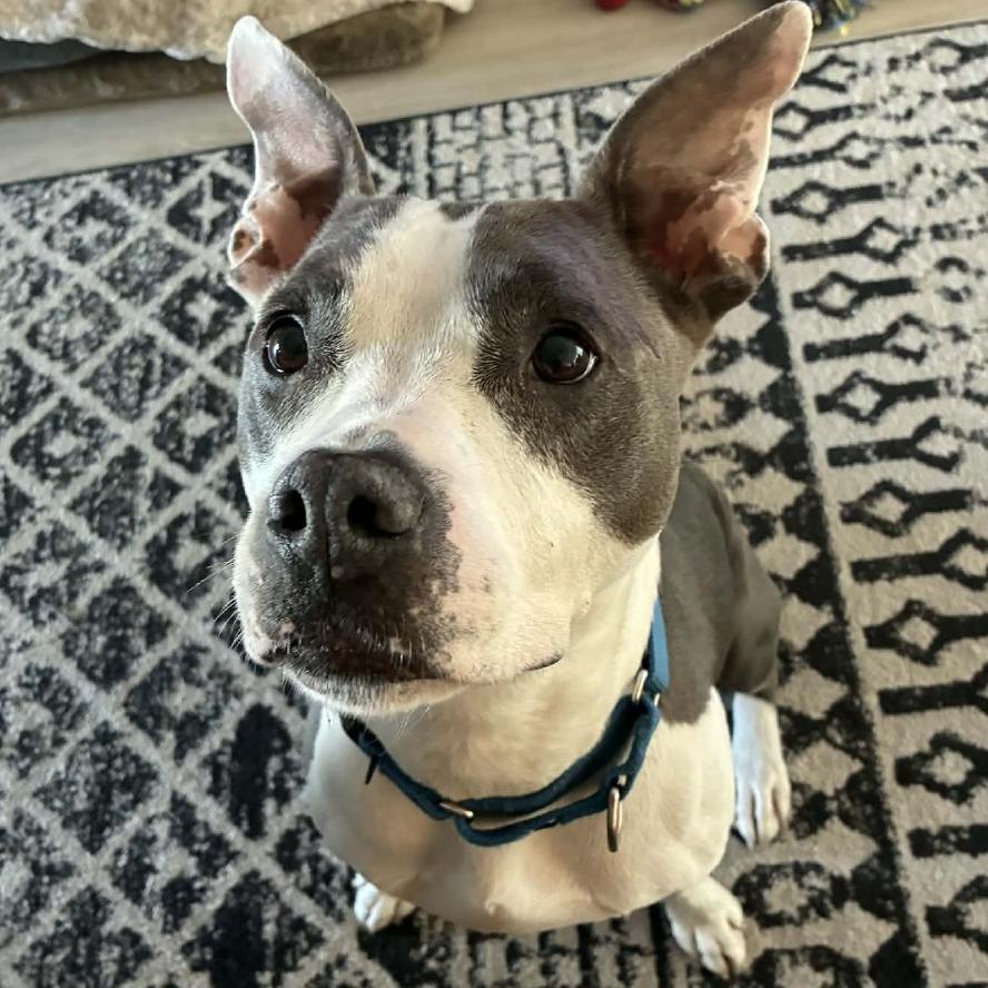 River, a Adoptable mixed breed in Lake Panasoffkee, FL image 5/6