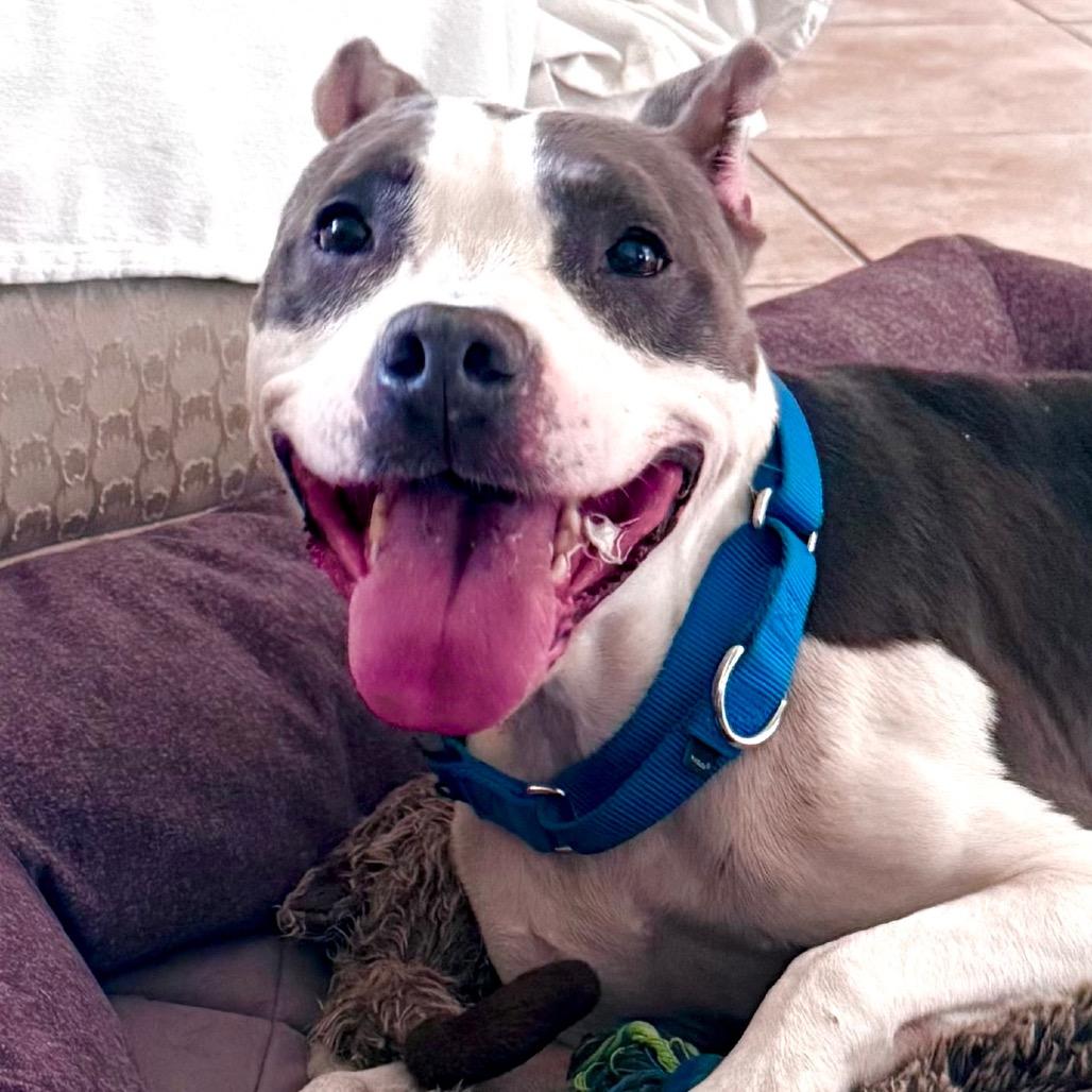 Enlarge River, a Adoptable Pit Bull Terrier in Lake Panasoffkee, FL image 6/6