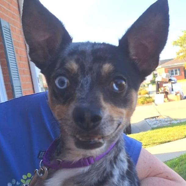 Enlarge Mackey, a Adoptable mixed breed in Hudson, IL image 1/6