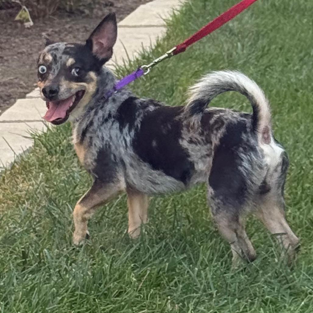 Enlarge Mackey, a Adoptable mixed breed in Hudson, IL image 2/6