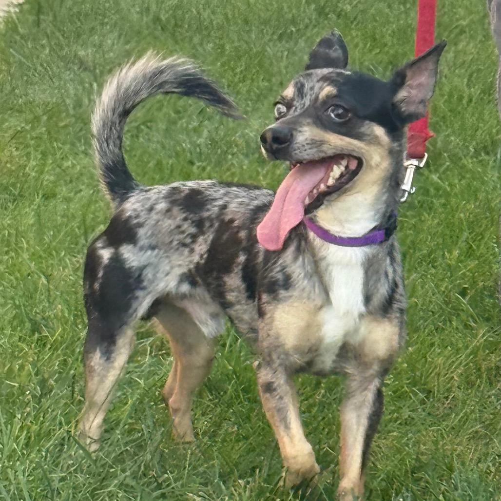 Enlarge Mackey, a Adoptable mixed breed in Hudson, IL image 3/6