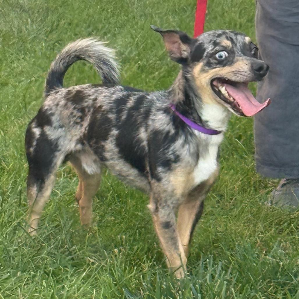 Enlarge Mackey, a Adoptable mixed breed in Hudson, IL image 4/6