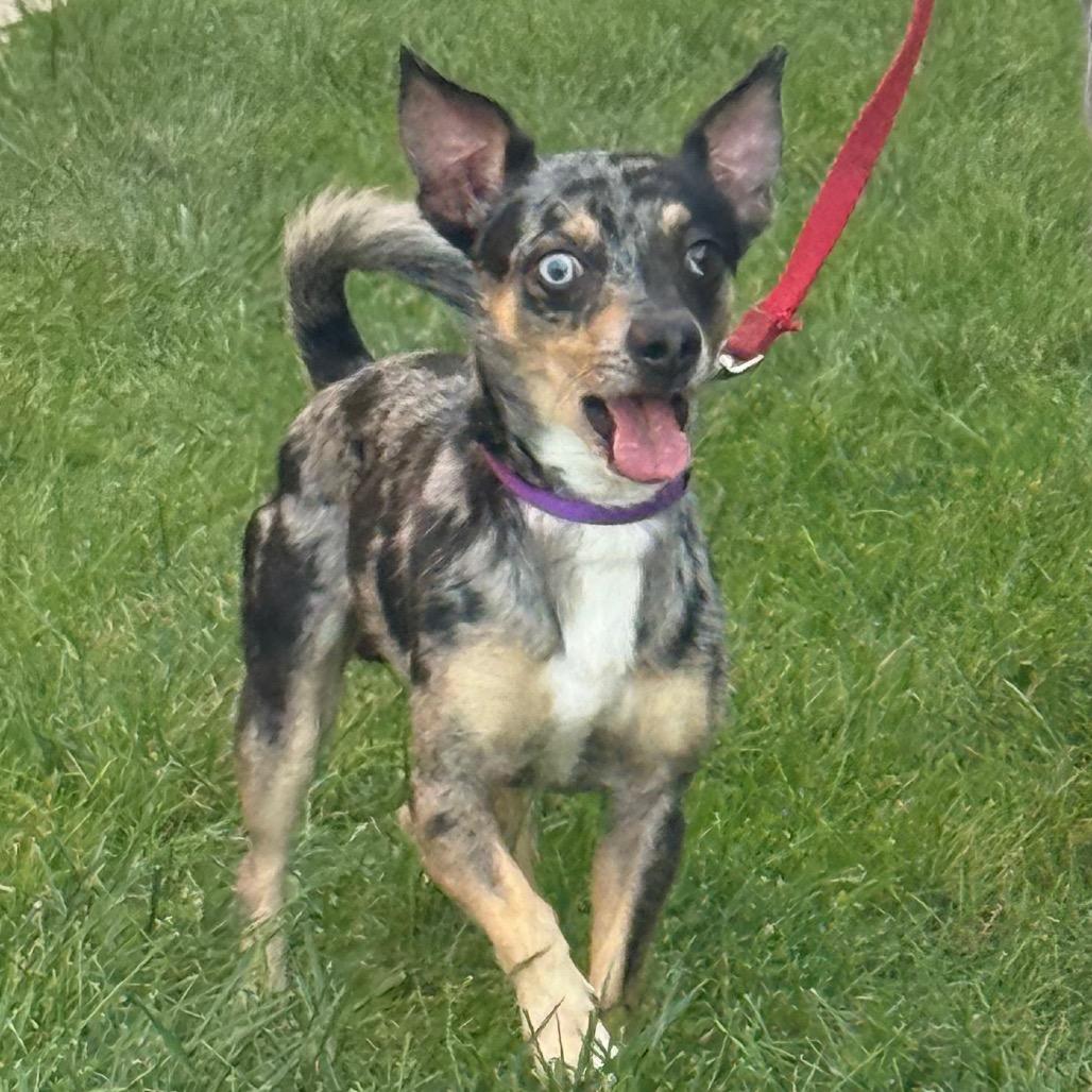 Enlarge Mackey, a Adoptable mixed breed in Hudson, IL image 5/6