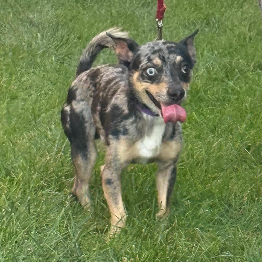 Enlarge Mackey, a Adoptable mixed breed in Hudson, IL image 6/6