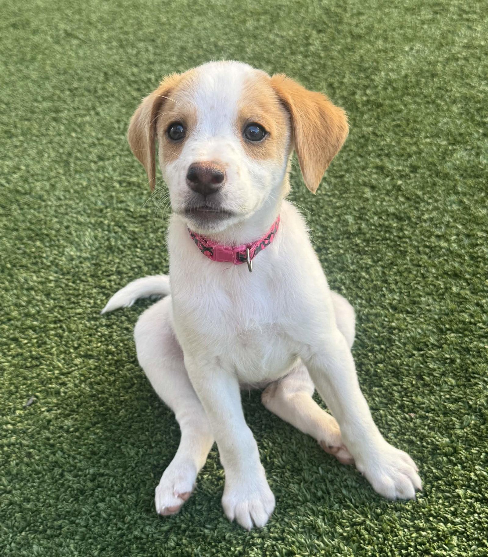 Celeste, Adoptable, Puppy Female Spaniel & Beagle.