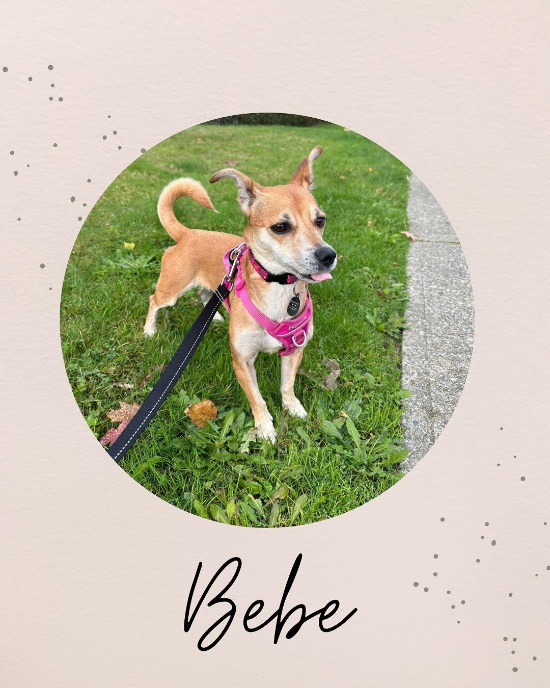 BEBE, adoptable, Adult Female Chihuahua.