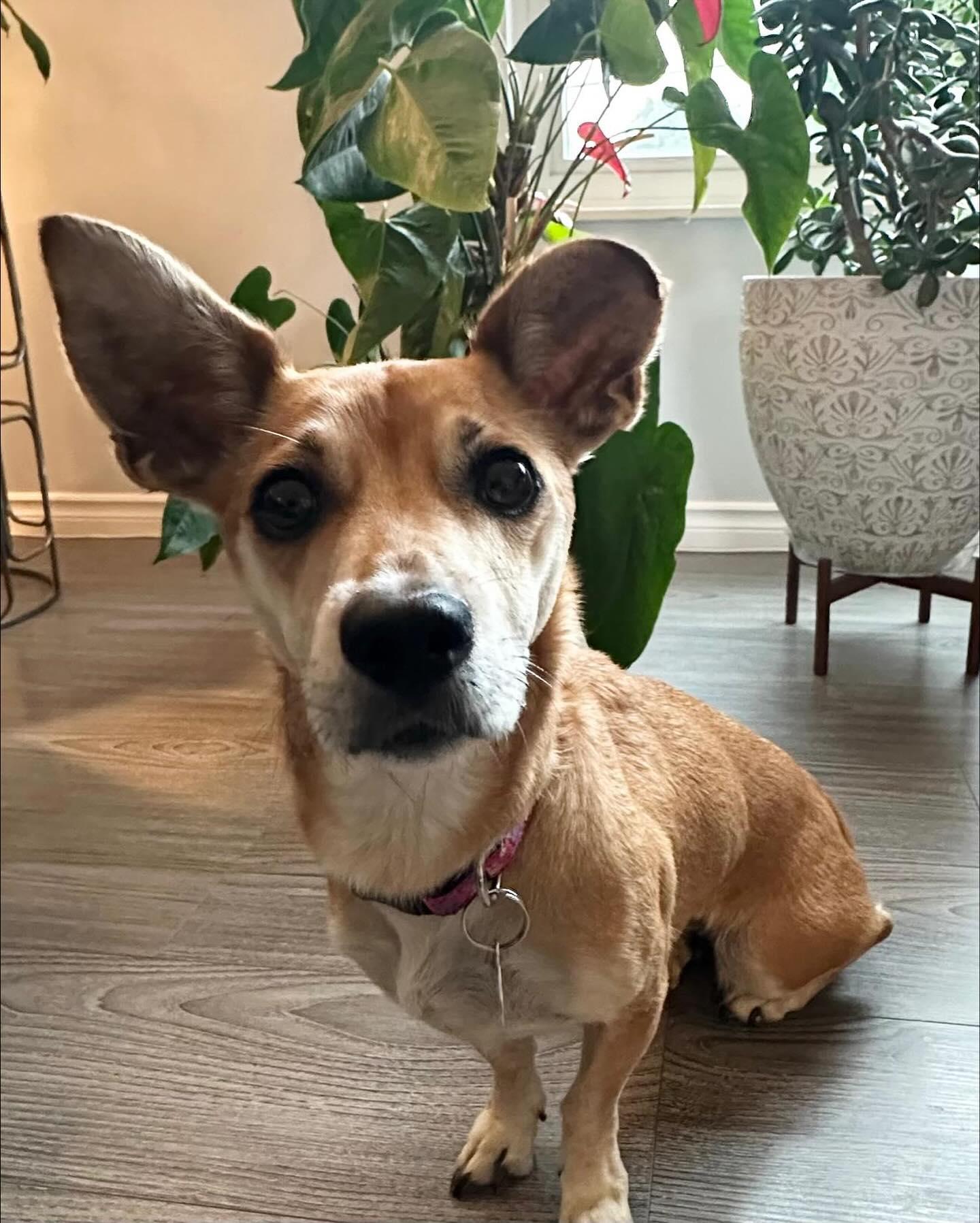 Enlarge BEBE, an adoptable mixed breed in Coquitlam, BC image 2/6