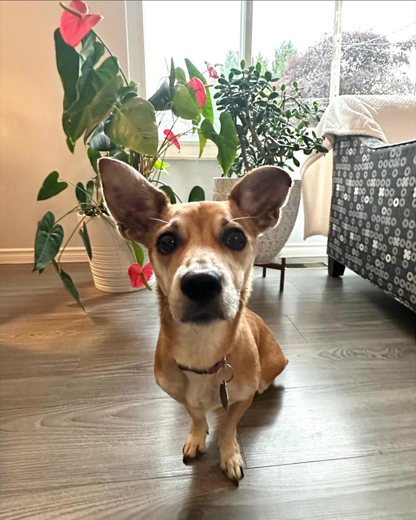 Enlarge BEBE, an adoptable mixed breed in Coquitlam, BC image 6/6