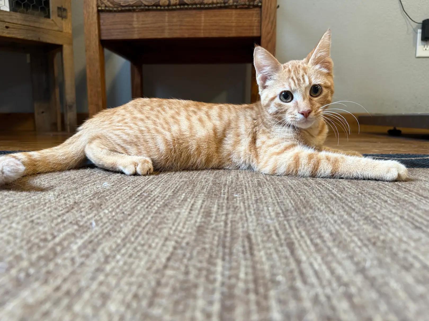 Enlarge Athos, an adopted Domestic Short Hair in Park Hill, OK image 2/6