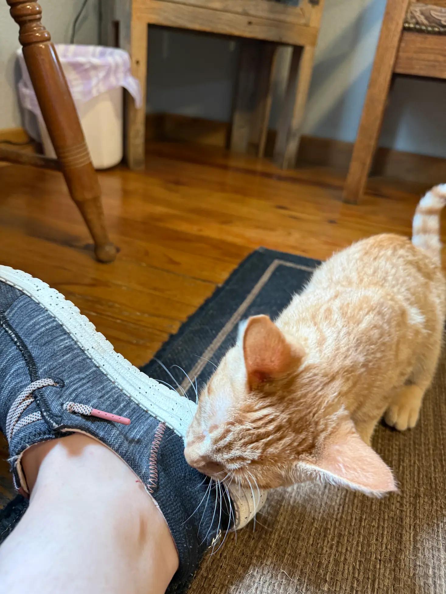 Enlarge Athos, an adopted Domestic Short Hair in Park Hill, OK image 3/6