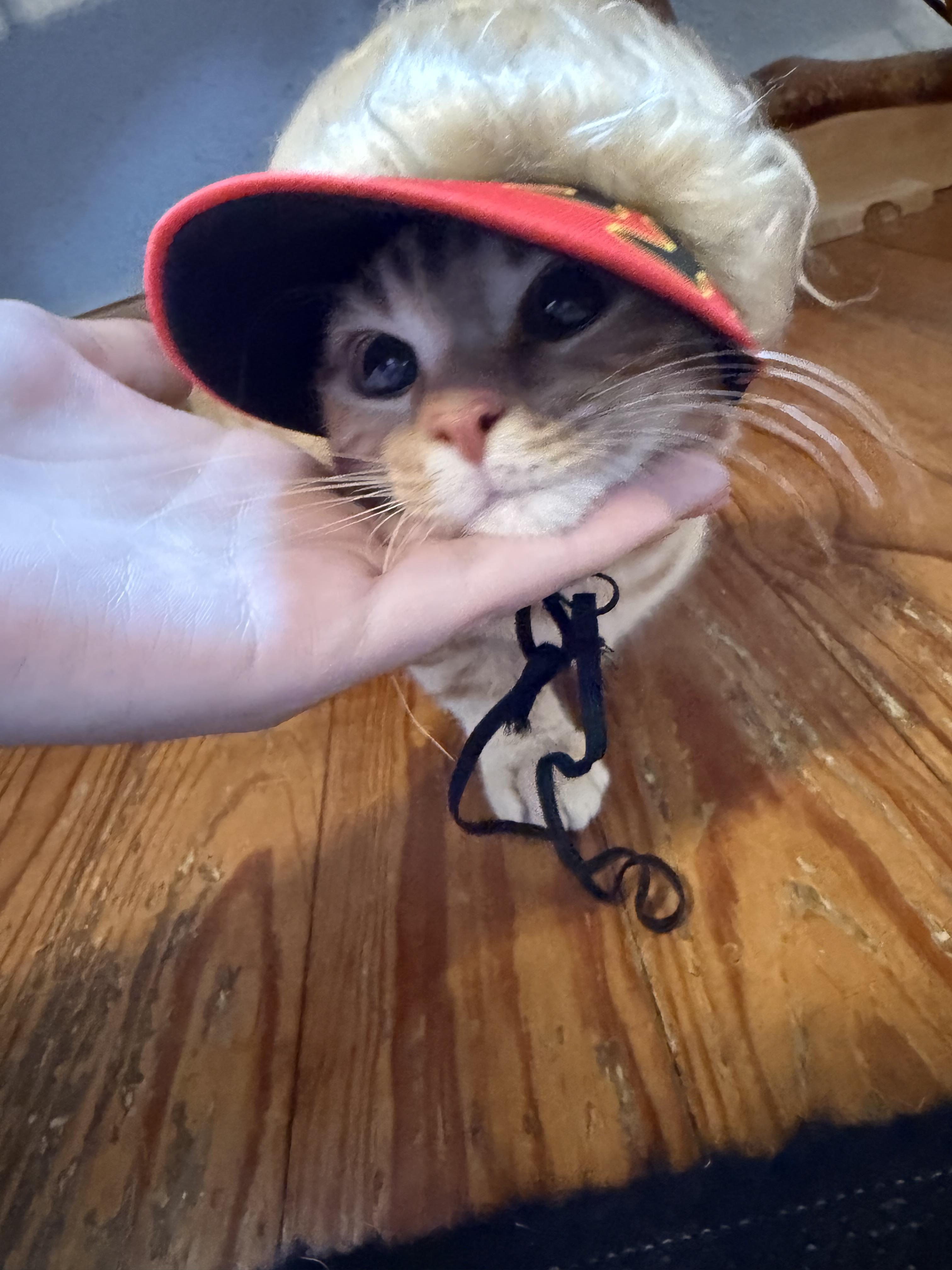Enlarge Athos, an adopted Domestic Short Hair in Park Hill, OK image 4/6