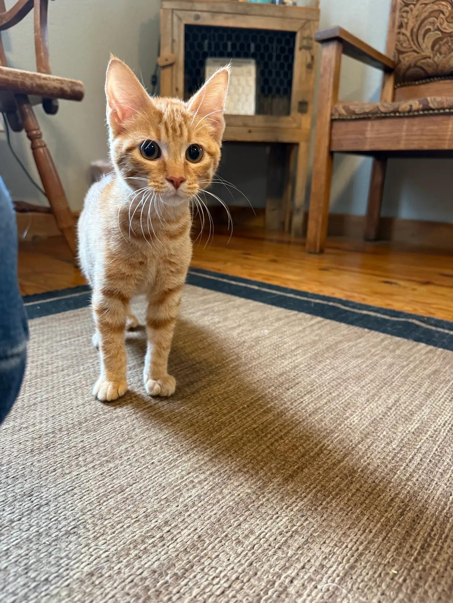 Athos, adopted, Young Male Domestic Short Hair.