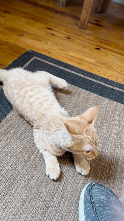 Enlarge Athos, an adopted Domestic Short Hair in Park Hill, OK video 6/6