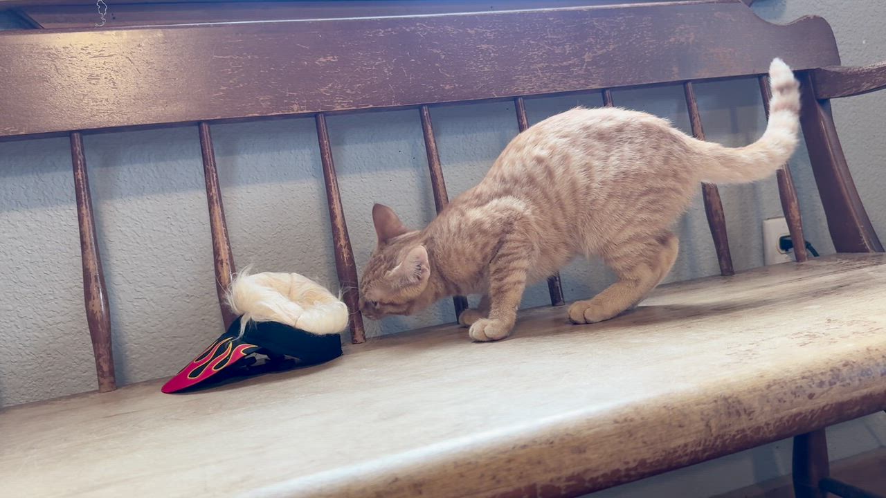 Enlarge Athos, an adopted Domestic Short Hair in Park Hill, OK video 5/6