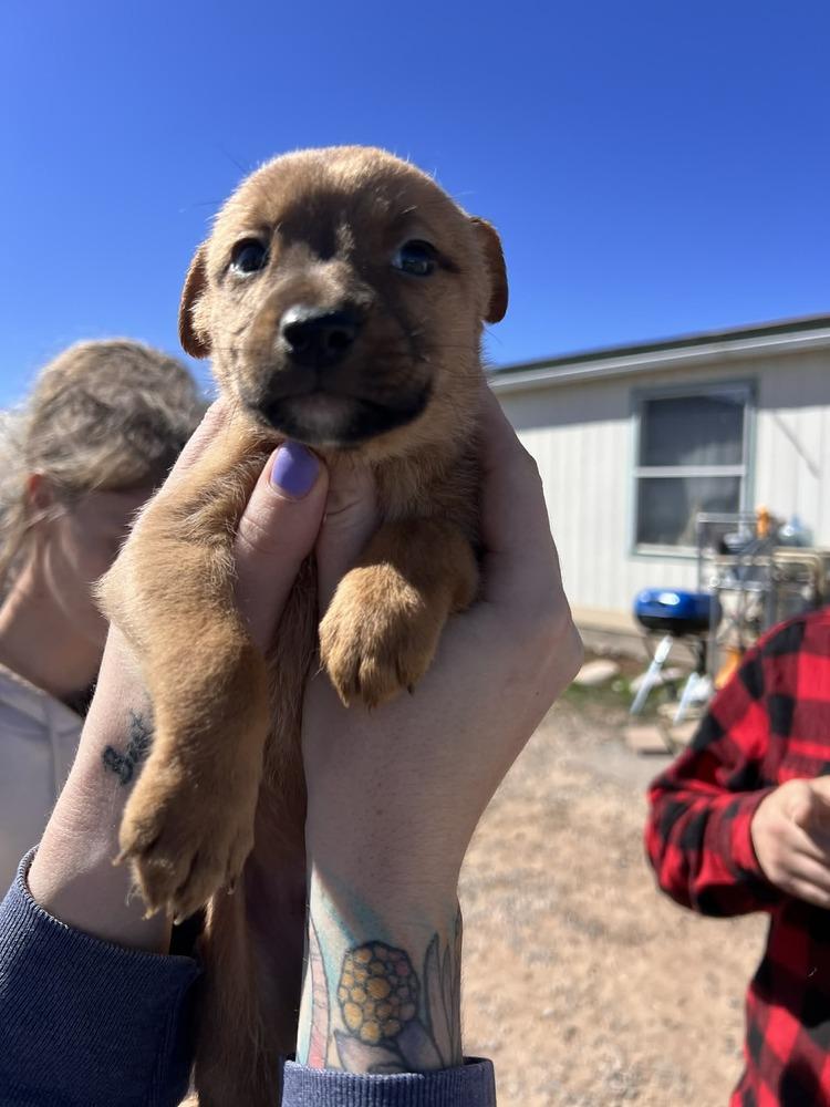 Kipper, Adoptable, Puppy Male Pit Bull Terrier & Terrier.