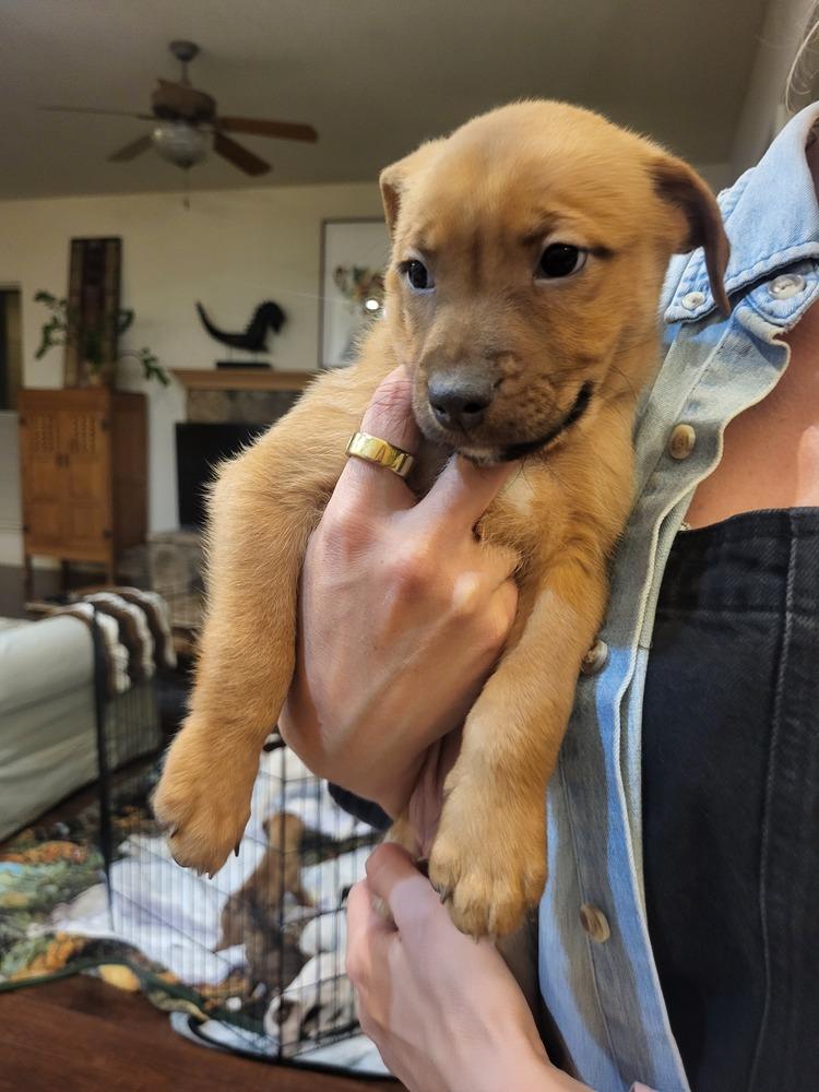 Enlarge Kipper, a Adoptable mixed breed in Cortez, CO image 2/2