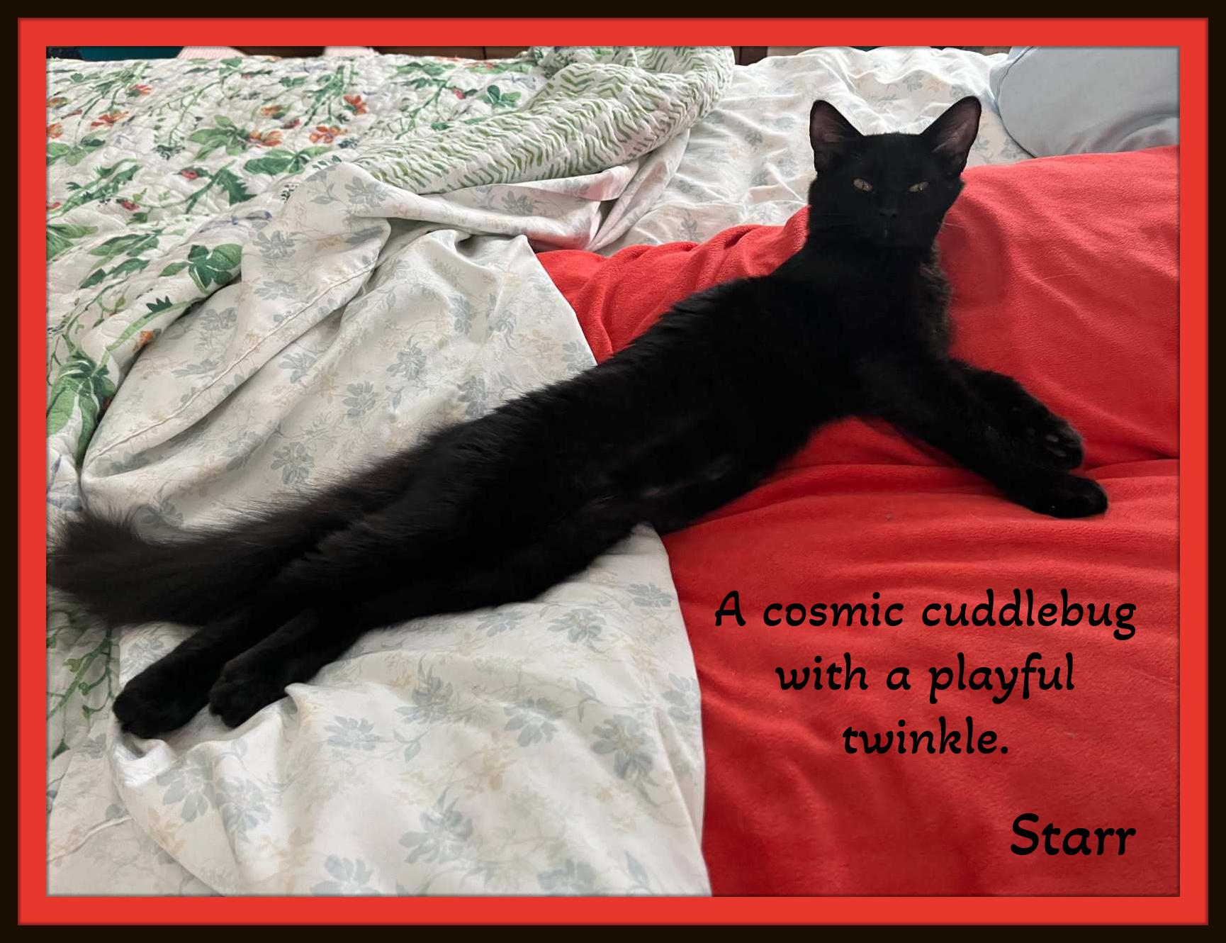 Starr & Comet - Two little galaxies of love—ready to orbit your heart., Adoptable, Kitten Female Domestic Medium Hair & Domestic Short Hair.