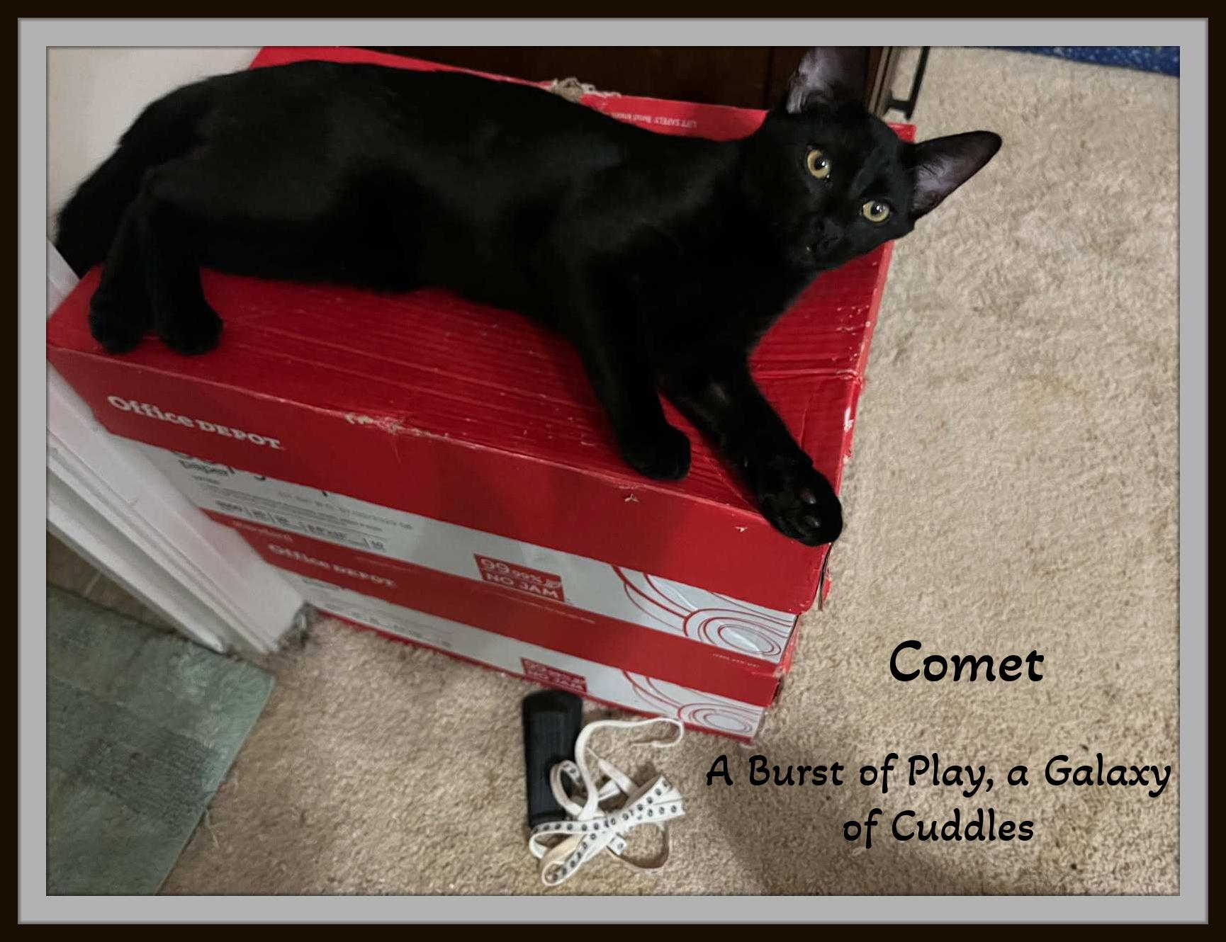 Starr & Comet - Two little galaxies of love—ready to orbit your heart.
